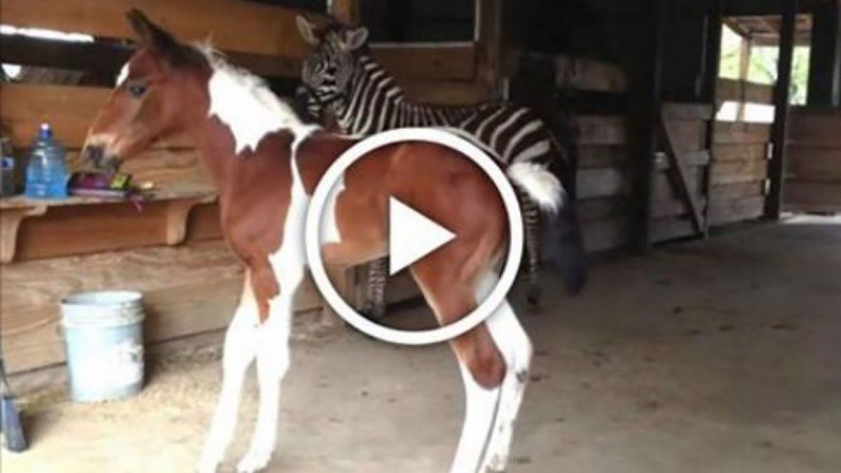 Baby Foal Finds Meeting A Zebra Very Exciting
